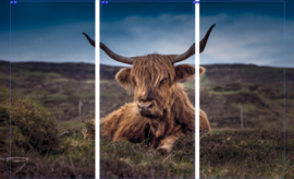 SCOTCH HIGHLANDER COW