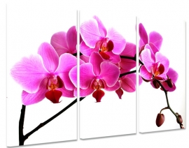 Roze Orchidee
