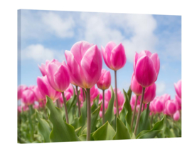 Pink tulips: foto schilderij