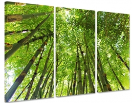 Bambu Wald 2