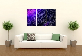 Foto Schilderij Spinnenweb