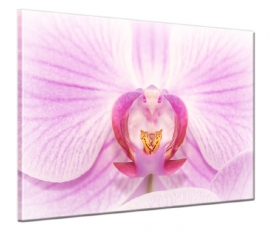 Canvas schilderij Orchidee