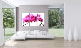 Roze Orchidee