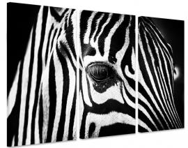 Canvas Schilderij Zebra Close Up