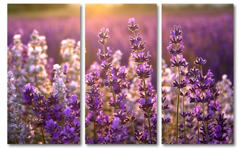 zomer paneel bellen Lavendel Schilderij | Canvas Fotokunst