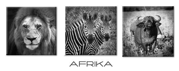 mix-and-match-afrika-canvas-doeken.jpg
