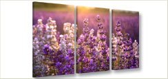 Foto schilderij lavendel op canvas