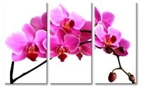 roze orchidee canvas drieluik