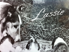 Lassie Nr 5394