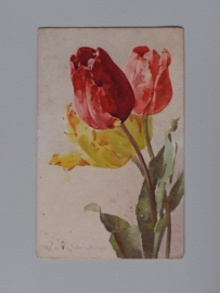 Tulpen