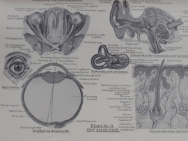 Anatomische Atlas