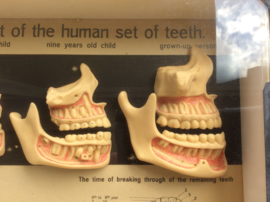 Tanden, The Development of the Human set of Teeth