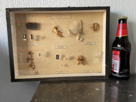 Ontwikkelingsstadia van insecten