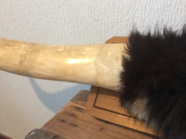 Taxidermie, Hoorns van een spaanse stier