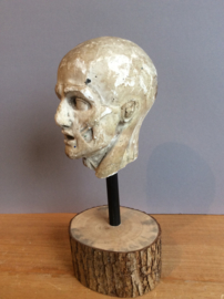 Model van spieren hoofd