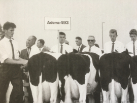 Keoienkeuring nakomelingen van stier Adema 493