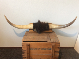 Taxidermie, Hoorns van een spaanse stier