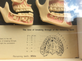 Tanden, The Development of the Human set of Teeth