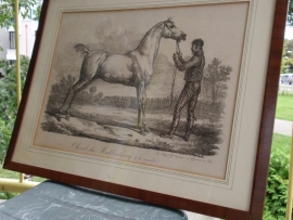 Litho Cheval du Meckembourg a la montre