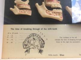 Tanden, The Development of the Human set of Teeth