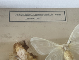 Ontwikkelingsstadia van insecten