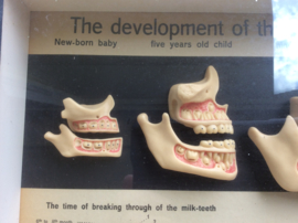 Tanden, The Development of the Human set of Teeth