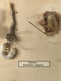 Ontwikkelingsstadia van insecten