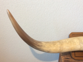 Taxidermie, Hoorns van een spaanse stier