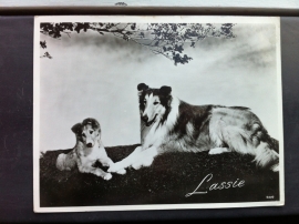 Lassie Nr 5449
