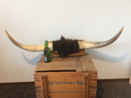 Taxidermie, Hoorns van een spaanse stier