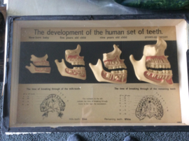 Tanden, The Development of the Human set of Teeth