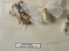 Ontwikkelingsstadia van insecten