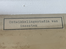 Ontwikkelingsstadia van insecten