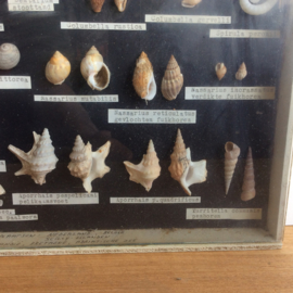 Schelpen display