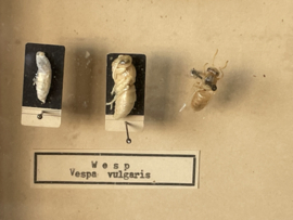 Ontwikkelingsstadia van insecten