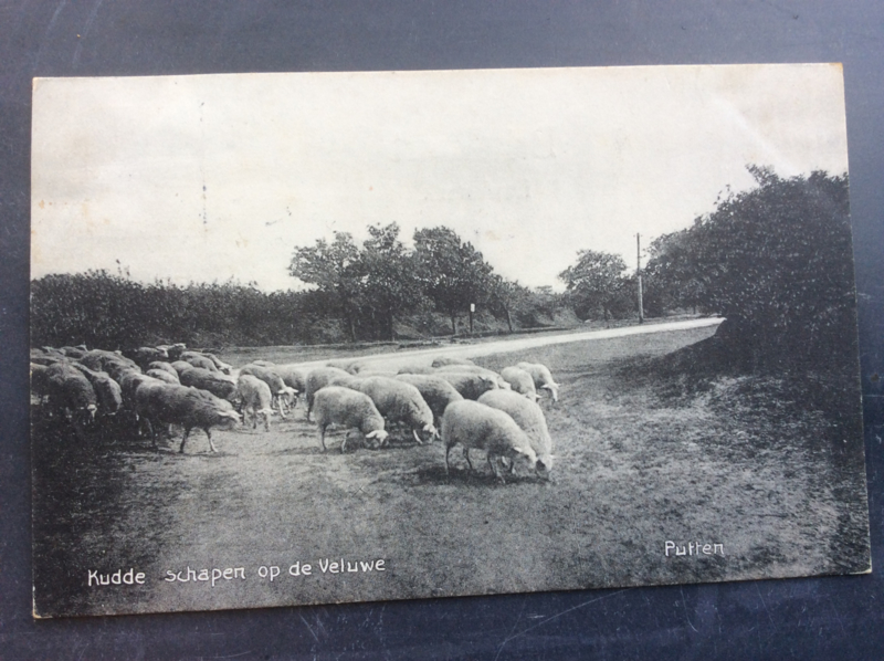 Putten, Kudde schapen op de Veluwe, 1916