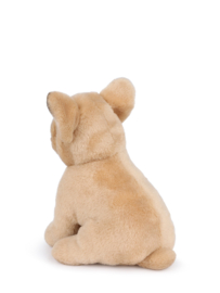 B.T. Chaps Philippe the French Bulldog 17