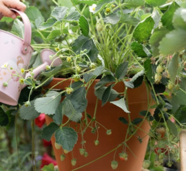 Nieuw little dutch plantenpotje aardbeienplant