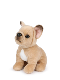B.T. Chaps Philippe the French Bulldog 17