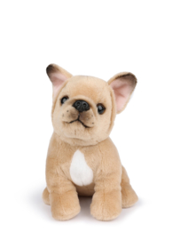 B.T. Chaps Philippe the French Bulldog 17