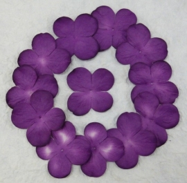 Hydrangea, violet