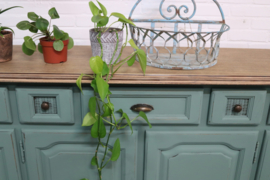 Dressoir botanische landelijk