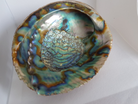 Abalone schelp groot