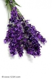 Lavendel