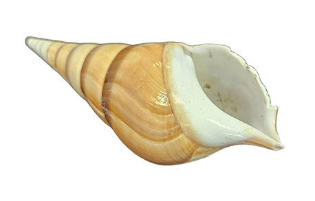 Tibia Schelpen