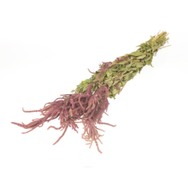 Amaranthus Caudatus naturel red