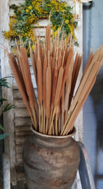 Typha, Lisdodde small bos(5st)