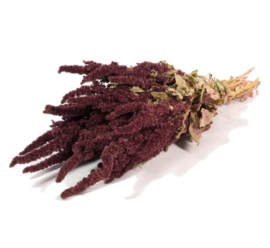 Amaranthus bordeaux