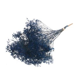 Broom bloom blue