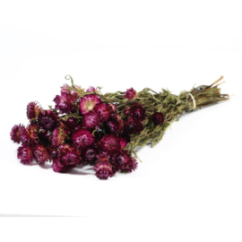 Helichrysum /Strobloem dark pink